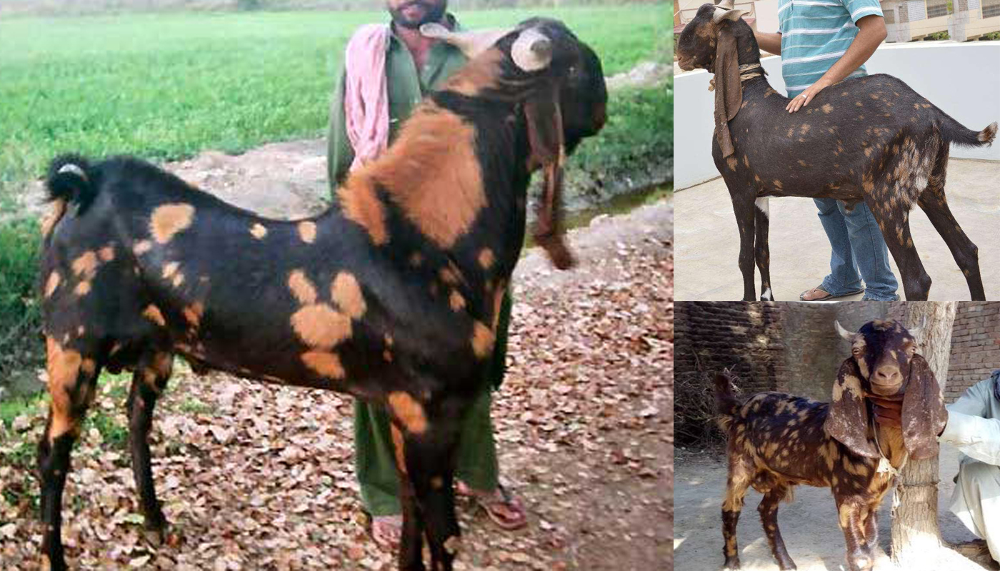Камори цена. Козы породы Камори. Пакистанская нубийская коза. Камори- нубийские. Нубийские козы Шами.