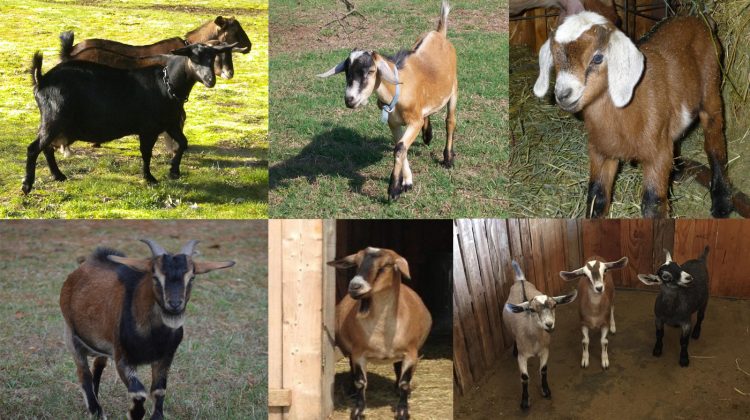 kinder-goat