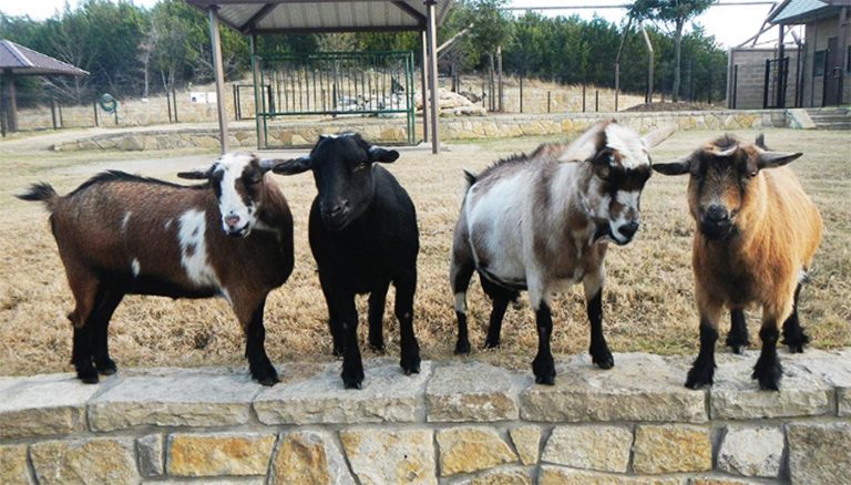 Top 10 Best Dairy Goat Breeds