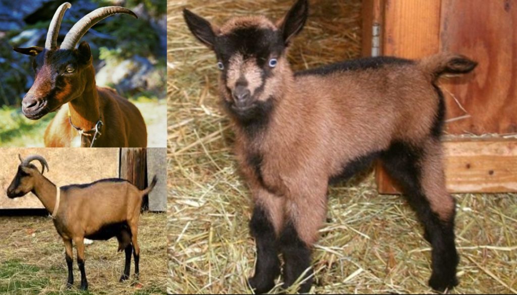 Verata Goat Breed – Everything You Need to Know