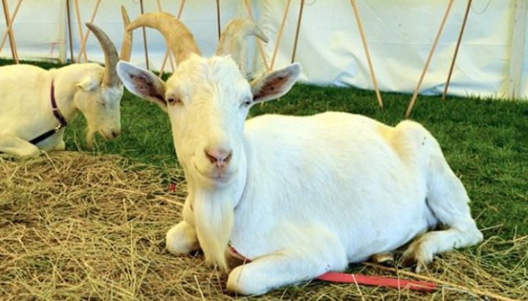 Top 10 Best Dairy Goat Breeds 