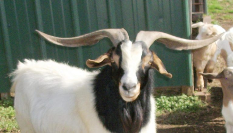 10 Best Goat Breeds For Meat Production