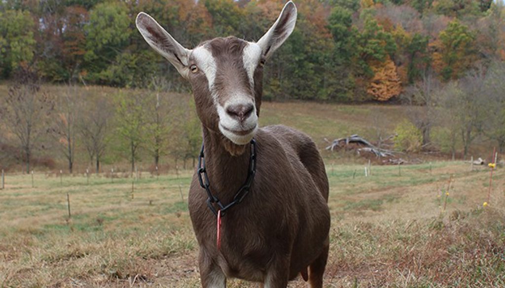 Toggenburg Goat Breed – Everything You Need to Know