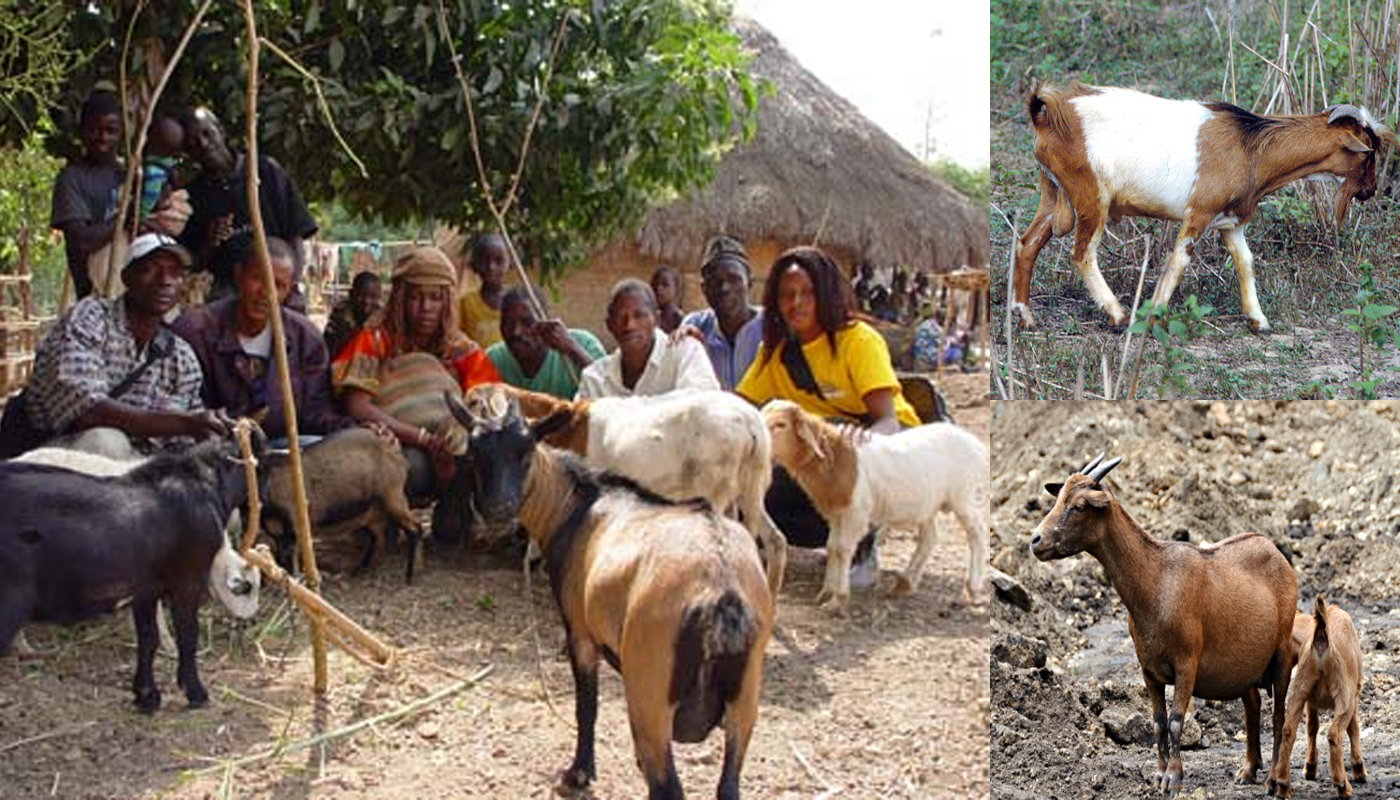 west-african-dwarf-goat