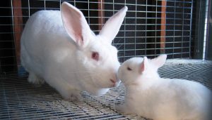 American Rabbit – Everything You Need To Know