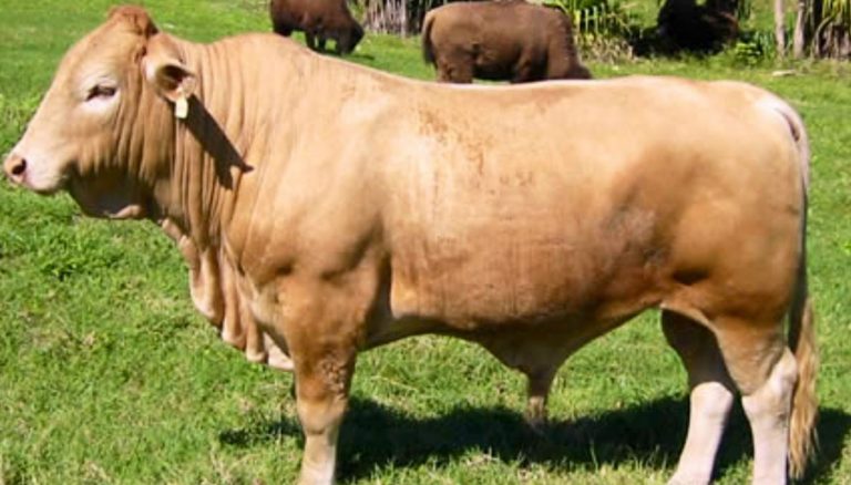 Beefalo Cattle Breed Everything You Need To Know