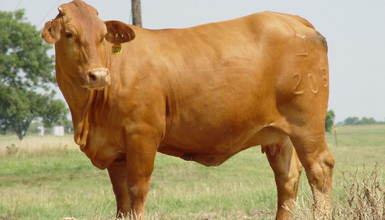 Beefmaster Cattle Breed – Everything You Need to Know