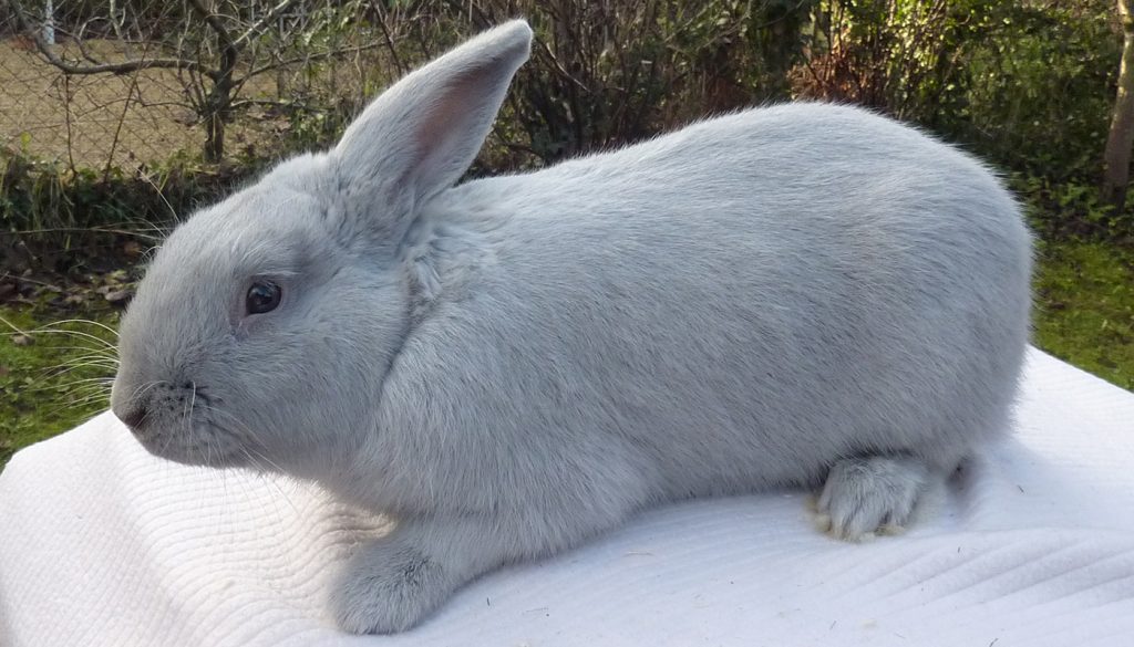 Beveren Rabbit Care Sheet - Here Bunny