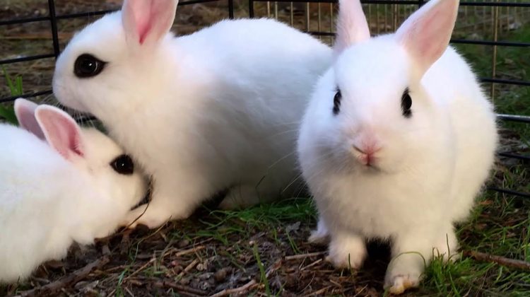 Dwarf-Hotot