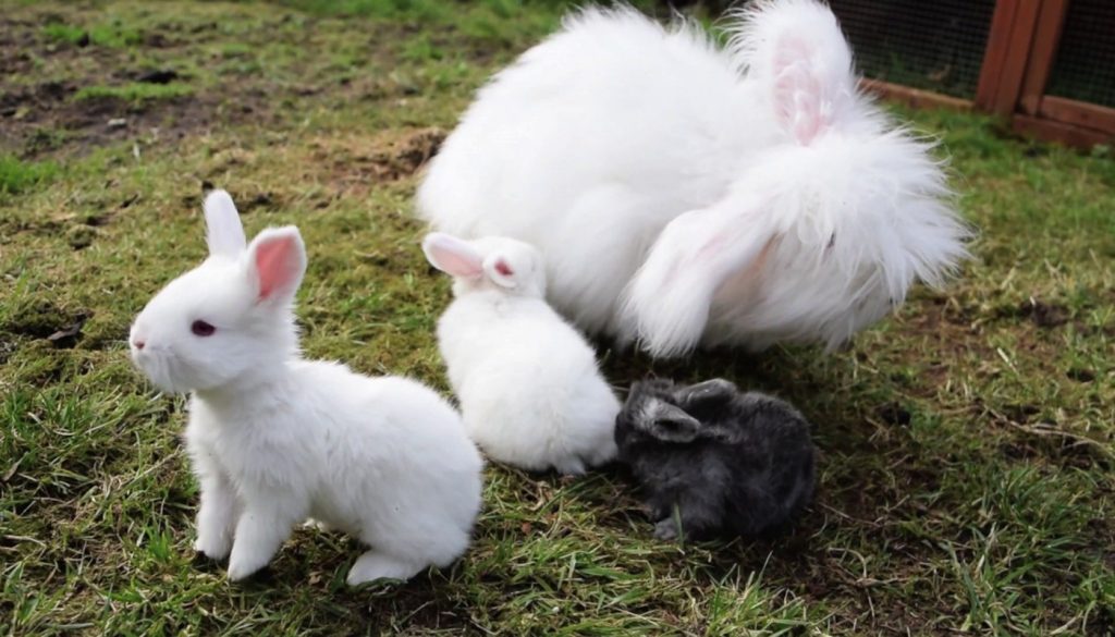 different types of angora rabbits