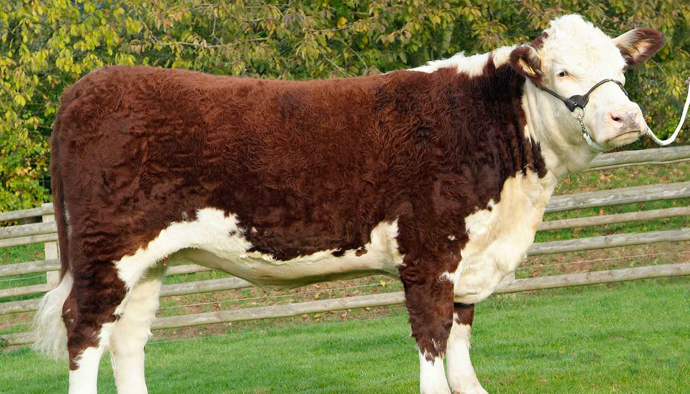 Hereford Cattle Breed Everything You Need To Know