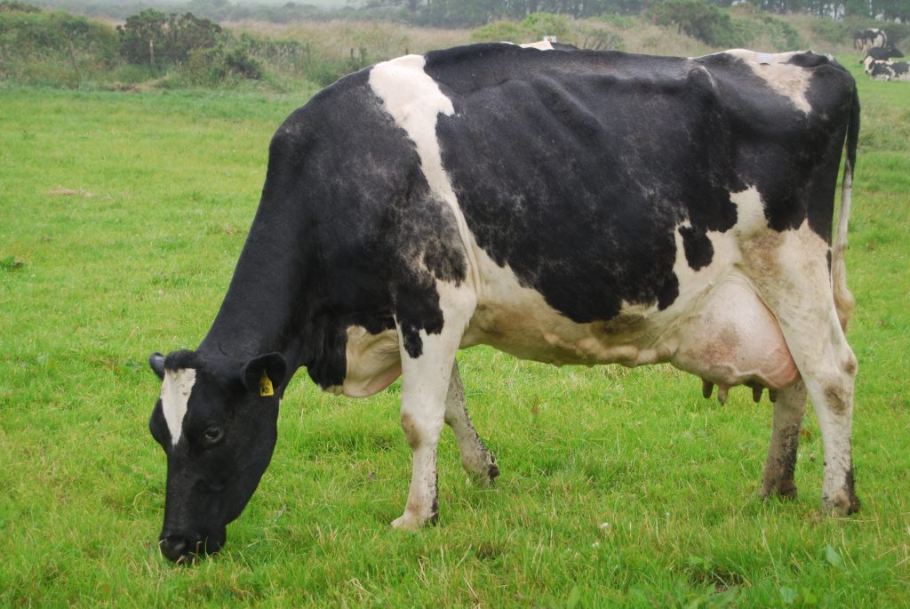 holstein dairy cow