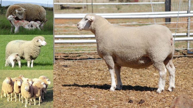 Ile-de-france-breed-of-sheep