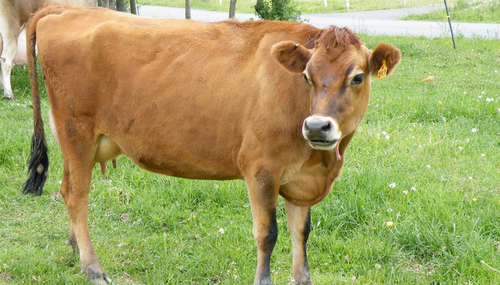 image of a jersey cow