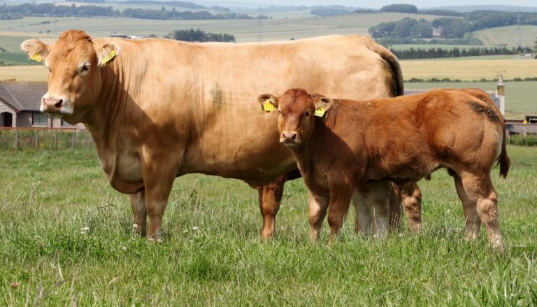 Limousin Cattle Breed – Everything You Need to Know