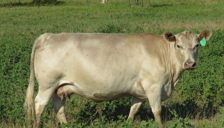 Murray Grey Cattle Breed – Everything You Need to Know