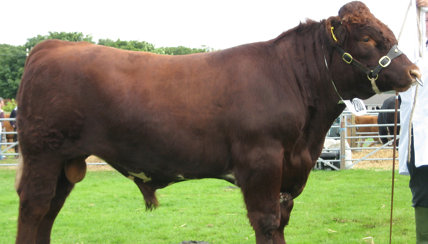 Shorthorn Cattle Breed Everything You Need to Know