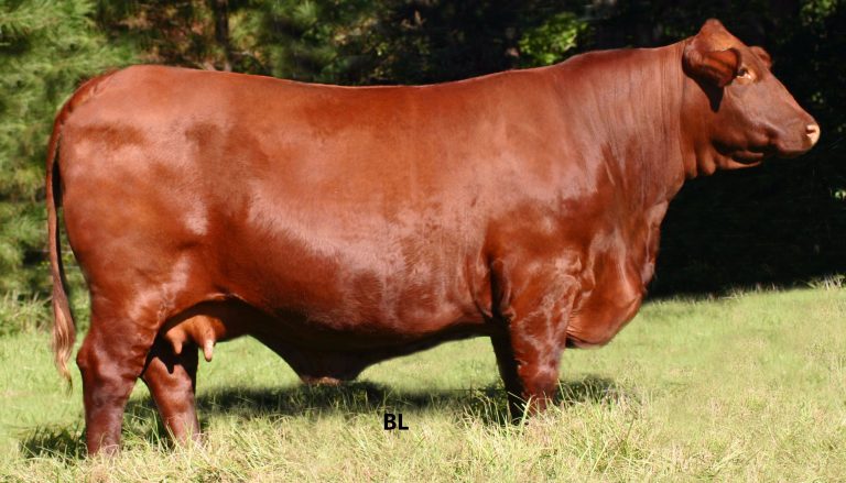 Santa Gertrudis Cattle Breed – Everything You Need to Know