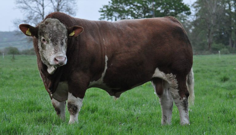 simmental-cattle-breed-everything-you-need-to-know