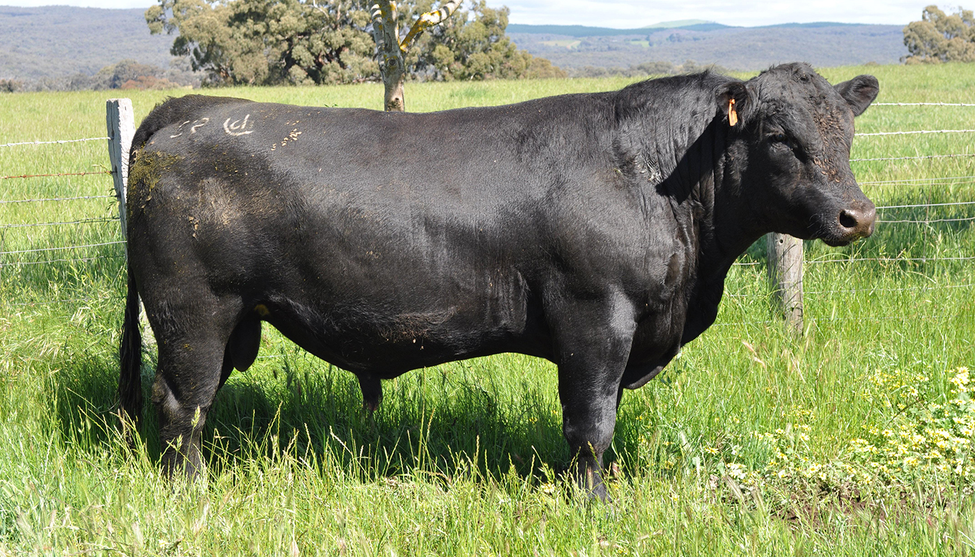Angus Cattle Breed – Everything to Know