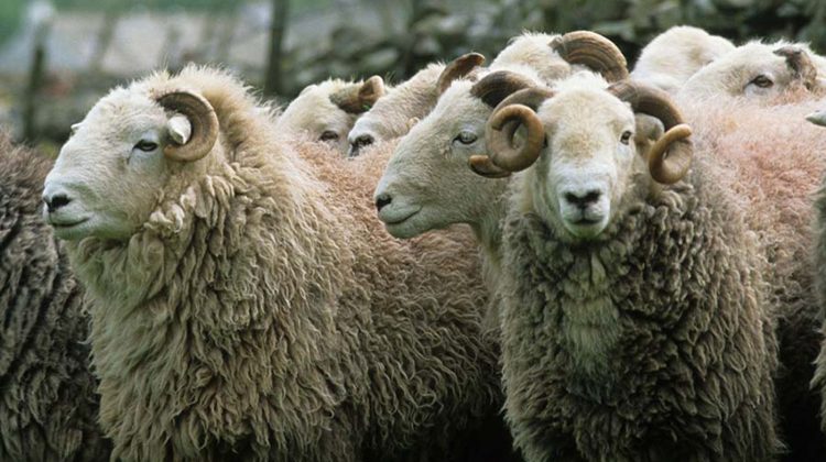 herdwick-sheep