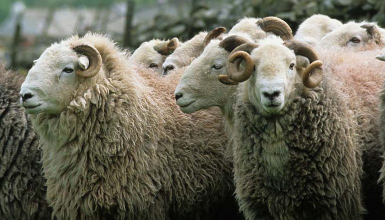 Herdwick Sheep Breed – Everything You Need to Know