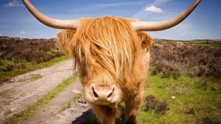 highland-cattle-breed