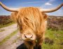 highland-cattle-breed