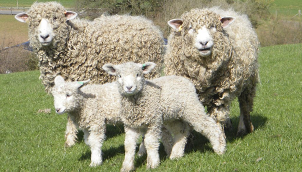 lincoln-sheep