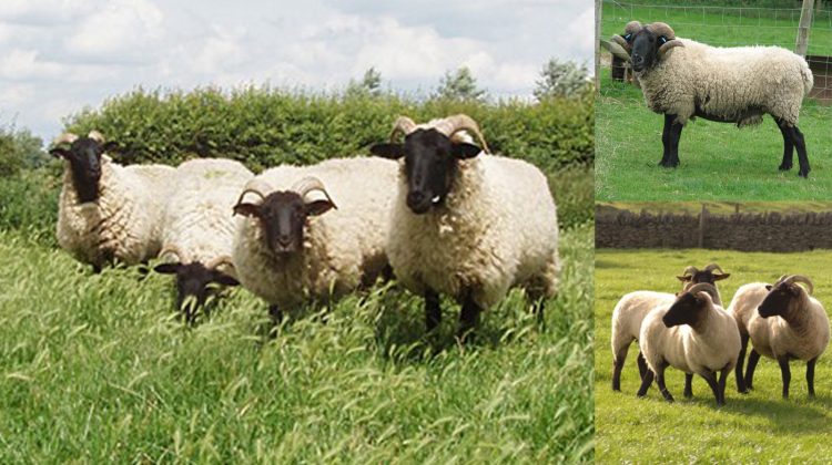 norfolk-horn-sheep