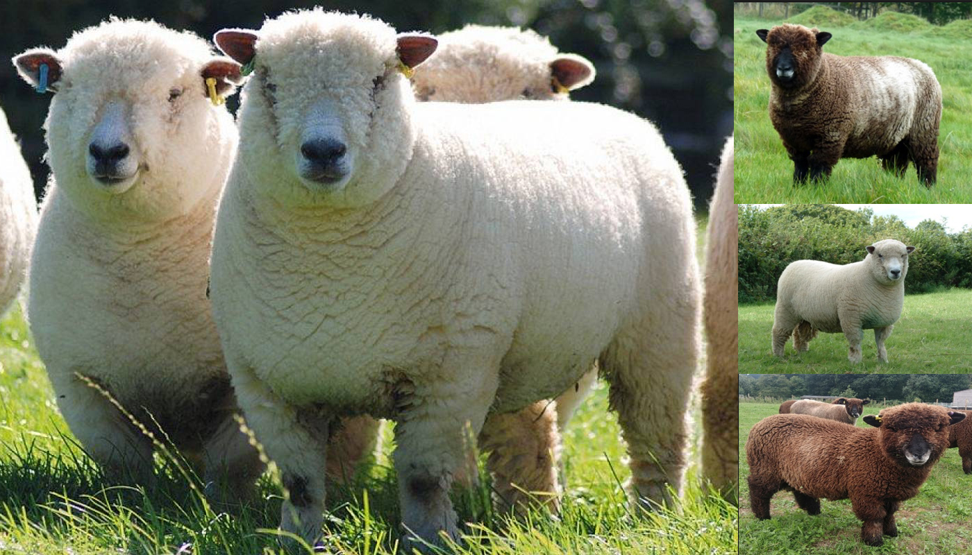 ryeland-sheep