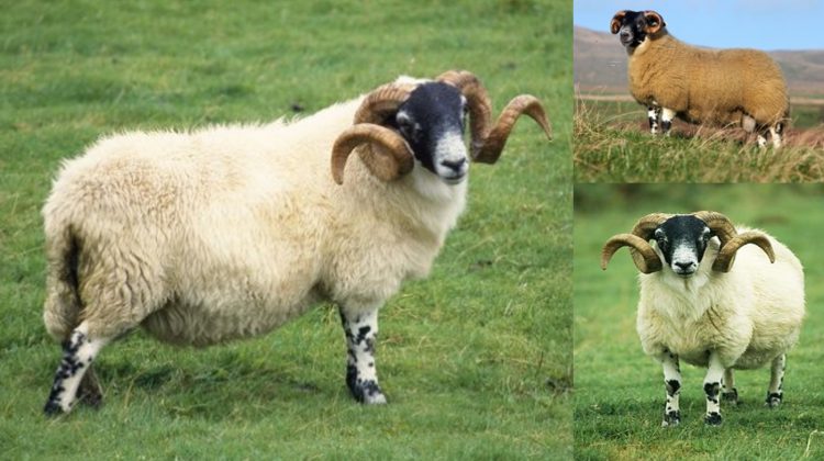 scottish-blackface-sheep