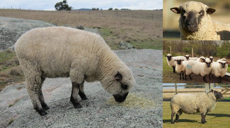 shropshire-sheep