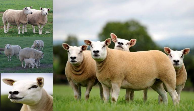 Cheviot Sheep Breed – Everything You Need to Know