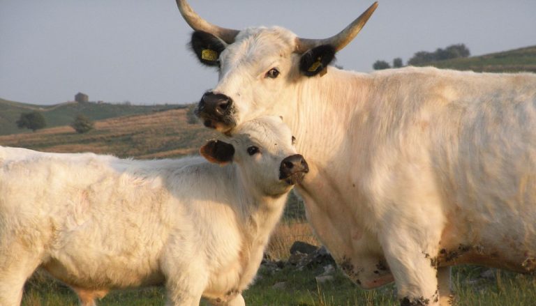 White Park Cattle Breed – Everything You Need to Know