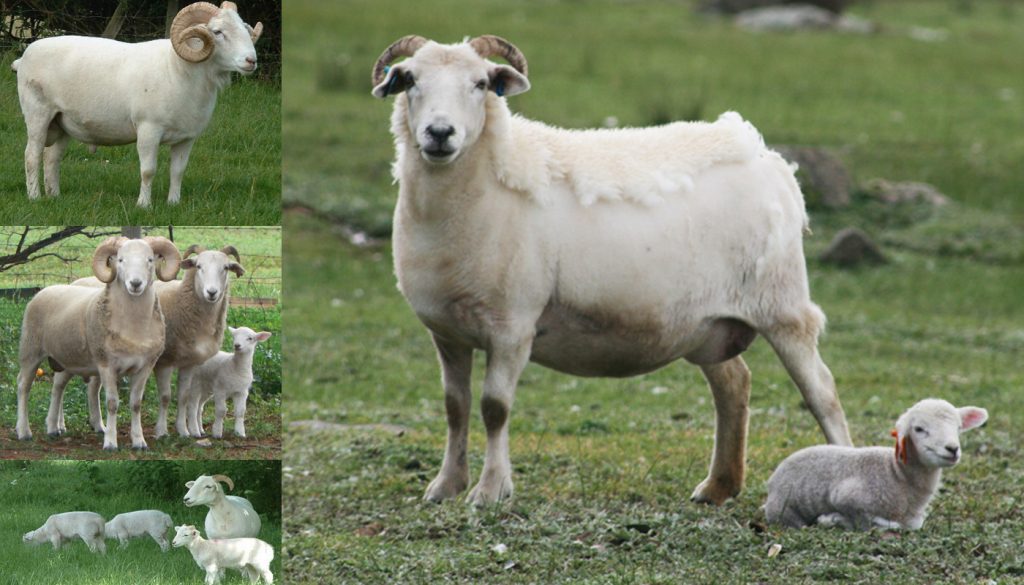 wiltshire-horn-sheep