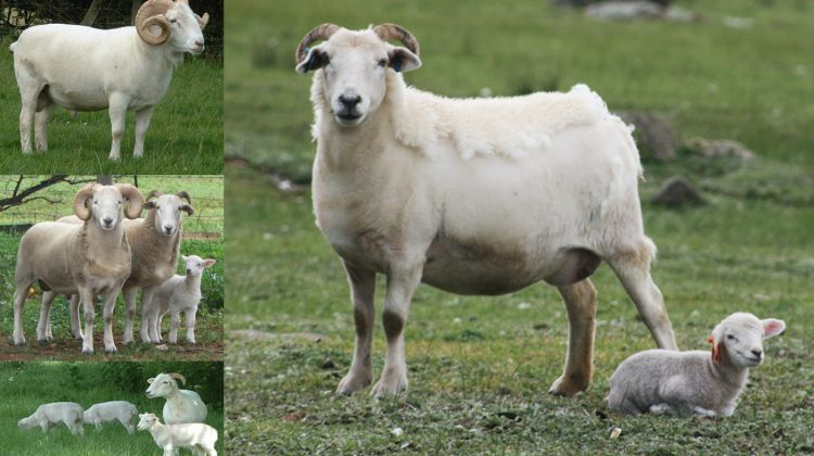 wiltshire-horn-sheep
