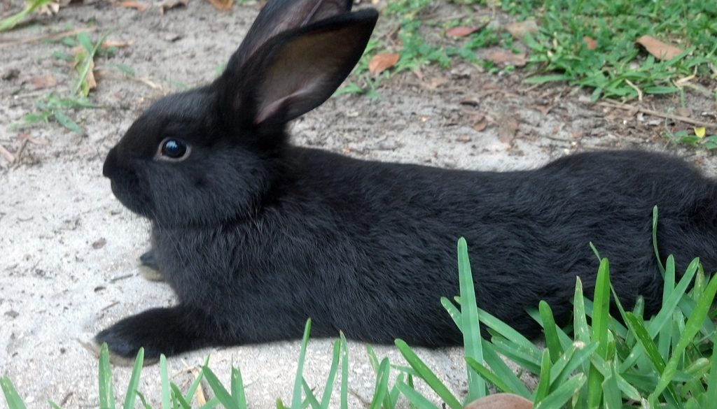 13 Giant Rabbit Breeds You Love To Know