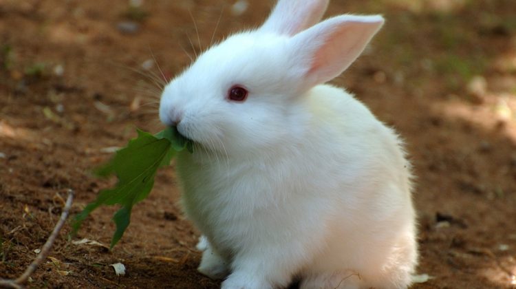 Florida-White-Rabbit