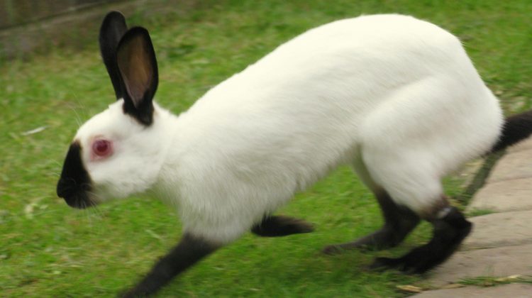 Himalayan-Rabbit