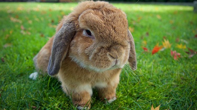 Holland_lop_rabbit