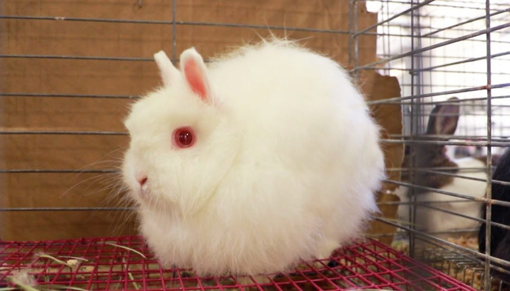 Jersey-Wooly-Rabbit