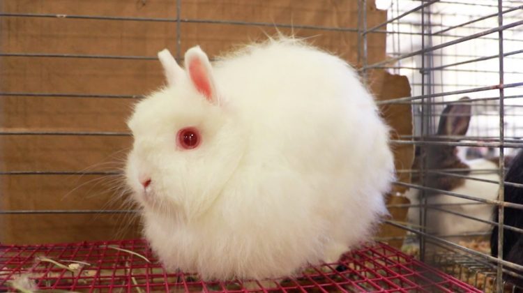 Jersey-Wooly-Rabbit