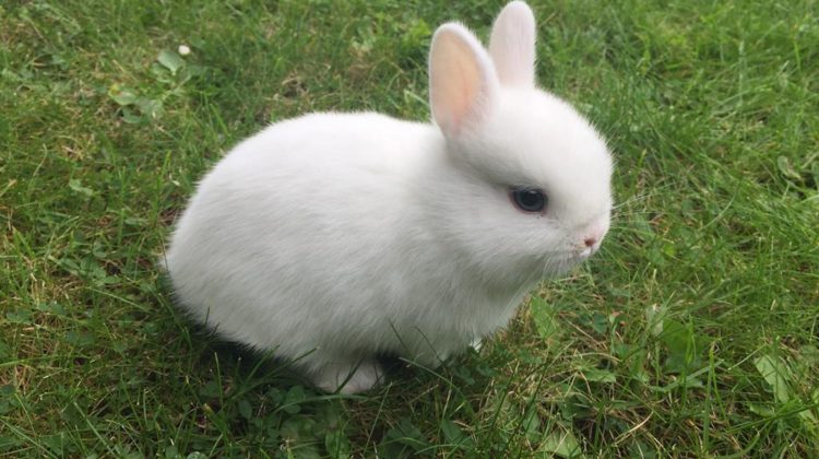 Netherland-Dwarf-Rabbit