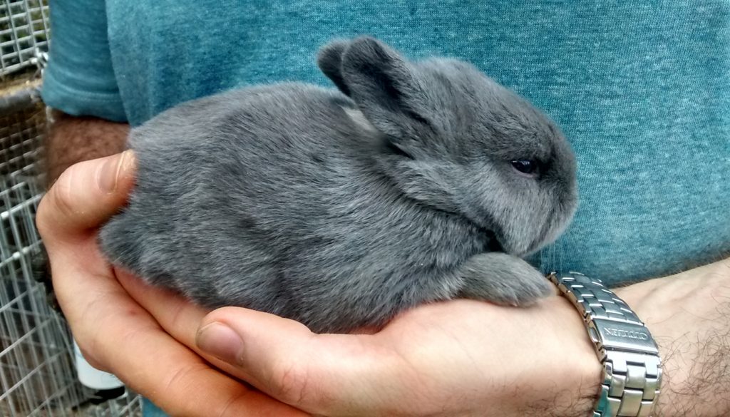 blue silver fox rabbit