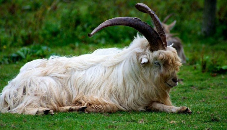 Blond Hair Goat Breeds - wide 4