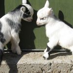 best-goat-breeds-to-keep-as-pet
