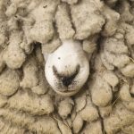 best-wool-producing-sheep-breeds