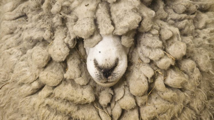 best-wool-producing-sheep-breeds