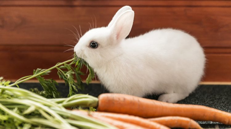 correct-diet-for-your-rabbit